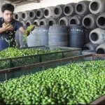 La lucha por la Denominación de Origen de la aceituna de manzanilla en Extremadura y Andalucía