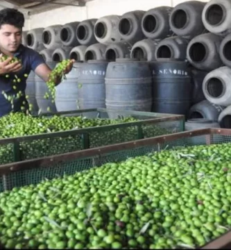 La lucha por la Denominación de Origen de la aceituna de manzanilla en Extremadura y Andalucía