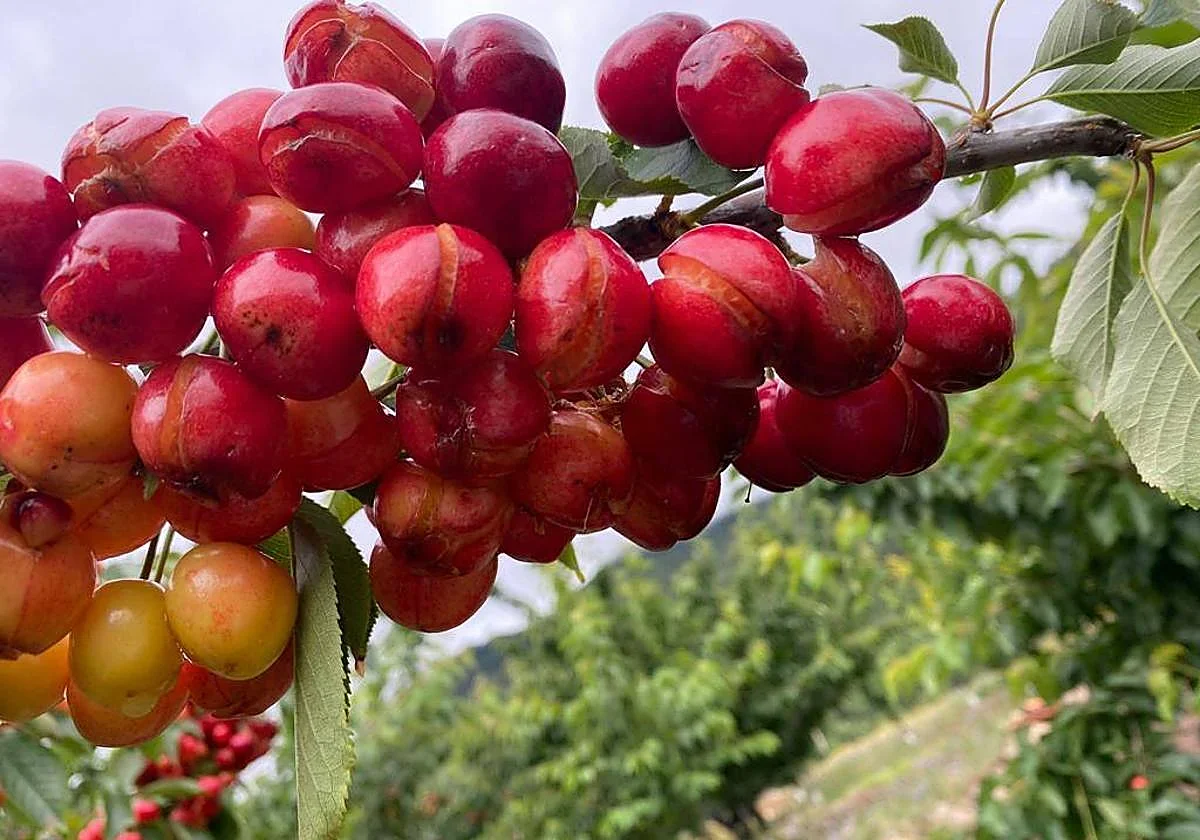 Cerezas dañadas por la lluvia en el Valle del Jerte
